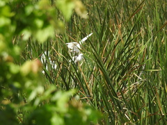Egretta thula image