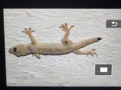 Hemidactylus flaviviridis