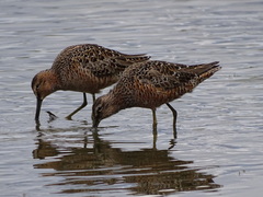 Limnodromus scolopaceus