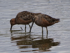 Limnodromus scolopaceus