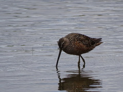 Limnodromus scolopaceus