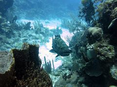 Mycteroperca bonaci