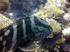 Epinephelus striatus