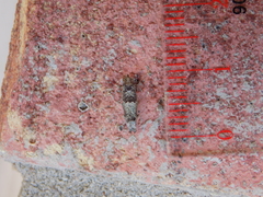 Pseudexentera knudsoni