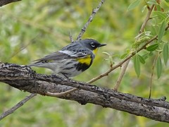 Setophaga coronata