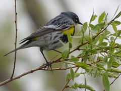 Setophaga coronata