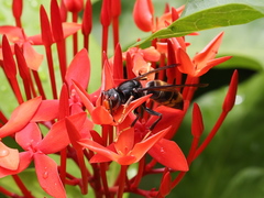 Vespa velutina