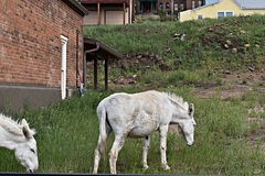 Equus asinus × caballus