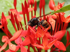 Vespa velutina