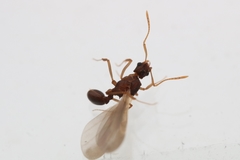 Cyphomyrmex