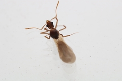 Cyphomyrmex