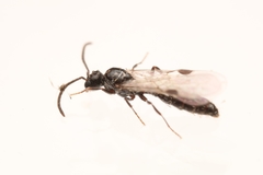 Acanthostichus