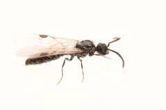 Acanthostichus