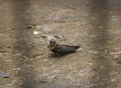 Ptyonoprogne concolor