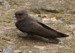 Ptyonoprogne concolor