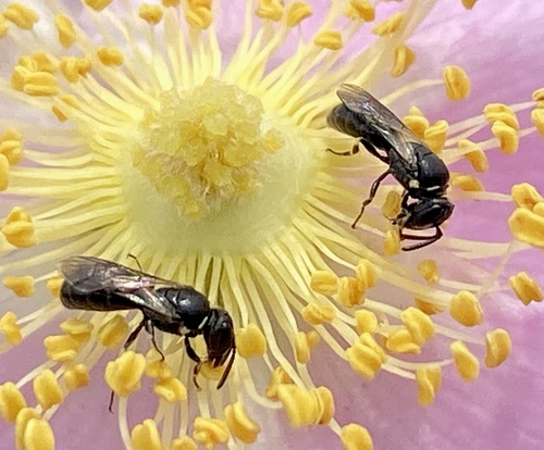 iNaturalist observation photo of Masked Bees
