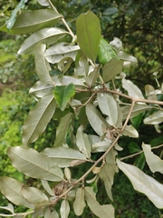 Elaeagnus lanceolata