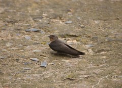 Ptyonoprogne concolor