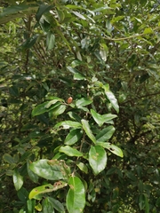 Elaeagnus lanceolata
