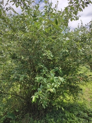 Elaeagnus lanceolata