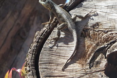 Tropidurus torquatus