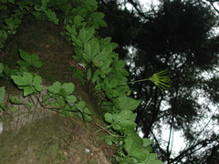 Bulbophyllum setaceum