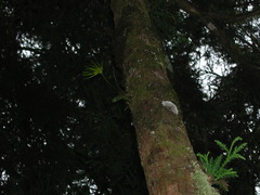 Bulbophyllum setaceum
