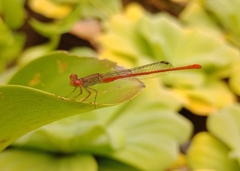 Ceriagrion praetermissum