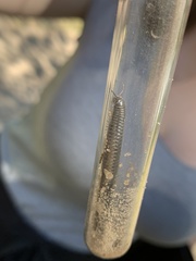Rossiulus kessleri