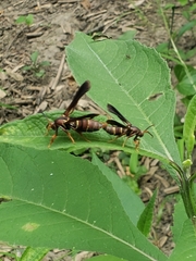 Vitacea polistiformis