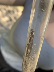 Rossiulus kessleri