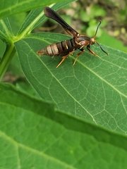 Vitacea polistiformis