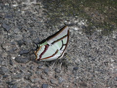 Polyura narcaea meghaduta