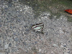Polyura narcaea meghaduta