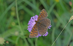 Melitaea diamina