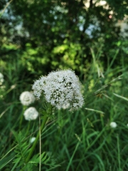 Valeriana