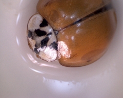 Harmonia axyridis