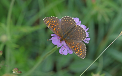 Melitaea diamina