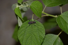 Cosmodela separata
