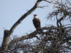 Caracara plancus