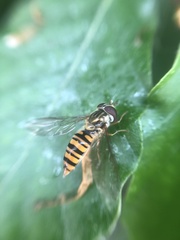 Episyrphus balteatus