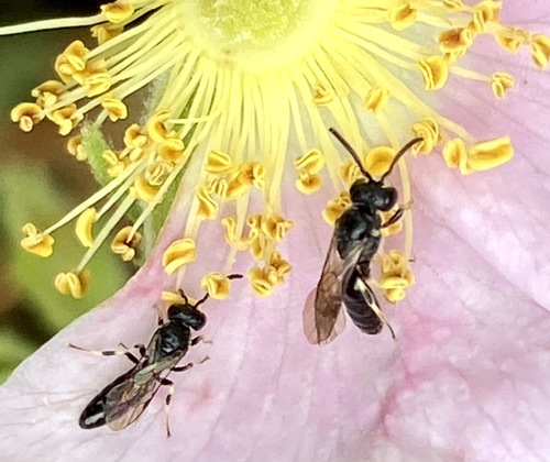 iNaturalist observation photo of Hylaeus