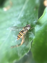 Episyrphus balteatus