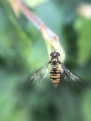Episyrphus balteatus