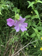 Malva moschata