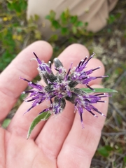 Saussurea angustifolia