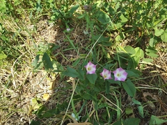 Convolvulus arvensis