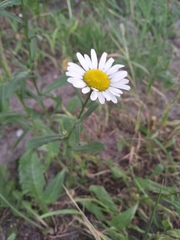 Leucanthemum vulgare