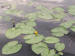 Nuphar lutea