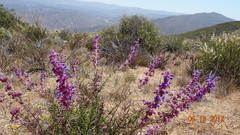 Trichostema lanatum